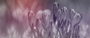 Das Bild zeigt blühende Krokusse.