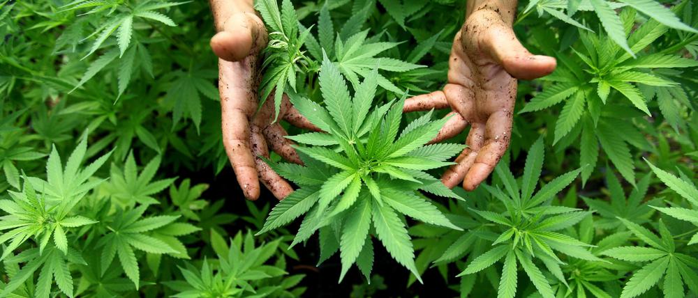 Cannabis Pflanzen, aus denen auch Marihuana hergestellt wird, sind am 31.08.2010 in einer Plantage in Safed (Israel) zu sehen. 