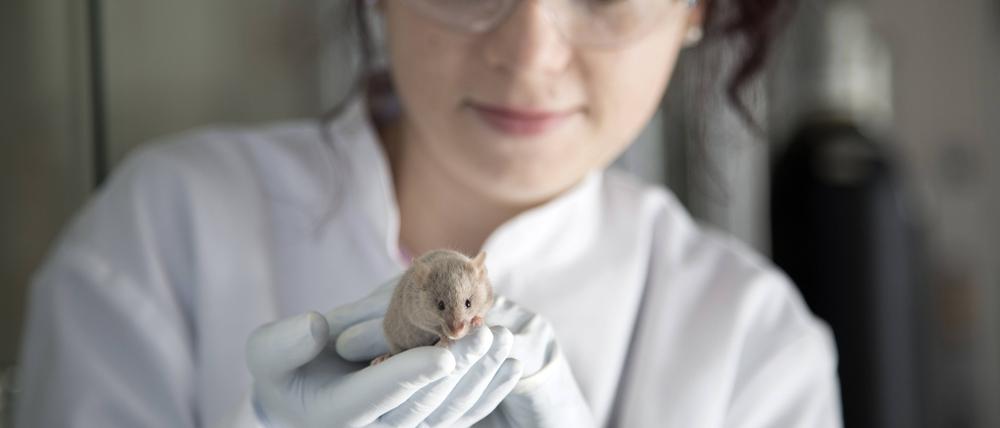 Üblicherweise sind die meisten Testtiere hierzulande Mäuse.