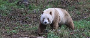 Panda mit brauen Flecken