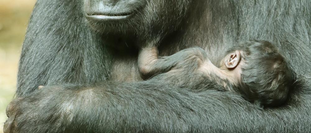 Gorilla-Mutter Djambala mit ihrem Jungen.