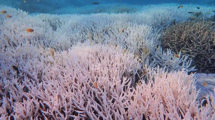 Gebleichte Korallen stehen bei Heron Island vor Queensland. Im Great Barrier Reef zeigt sich auf neuesten Bildern ein schwere Korallen-Bleiche, die Schäden auf einer Länge von mehr als 1100 km zeigen.