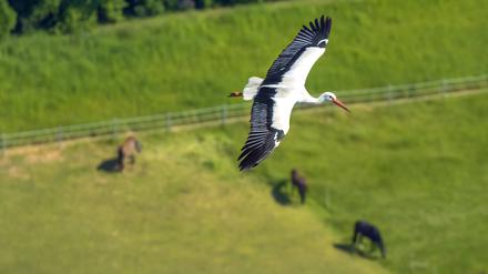 Die Zugrouten verlangen den Vögeln mehr ab als der entspannte Segelflug im Sommerquartier.