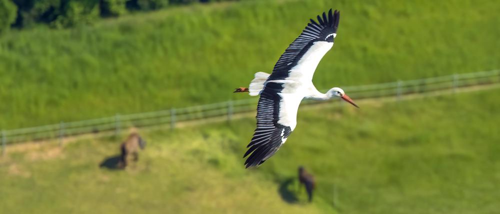 Die Zugrouten verlangen den Vögeln mehr ab als der entspannte Segelflug im Sommerquartier.