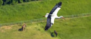 Die Zugrouten verlangen den Vögeln mehr ab als der entspannte Segelflug im Sommerquartier.