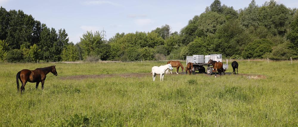Spandauer, wie sie im Bilderbuche stehen – oder wie hier im Spandauer Forst.