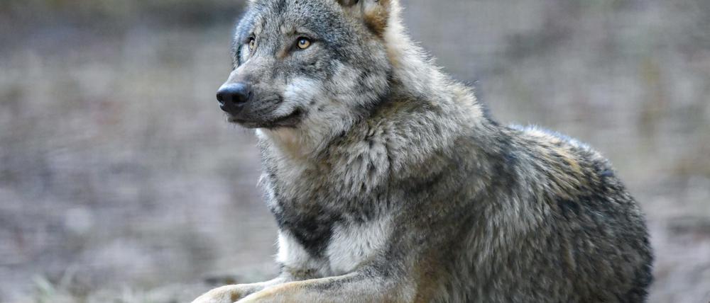Ein Wolf liegt in einem Gehege des Wildparks Schorfheide. 