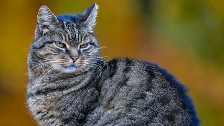 Eine Katze in der herbstlichen Natur (Archivbild vom 07.11.2023).