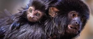 Ab 2026 brauchen Halter von Primaten eine Genehmigung.