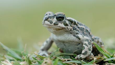 Die Wechselkröte steht auf der Roten Liste gefährdeter Arten in Deutschland.