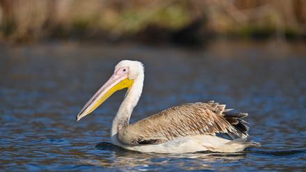07.03.2024, Brandenburg, Beeskow: Ein Pelikan, vermutlich Rosapelikan (Pelecanus onocrotalus), schwimmt auf der Spree in Ostbrandenburg. Zuvor hatte die Märkische Oderzeitung über die Sichtung des ungewöhnlichen Gastes berichtet. Foto: Patrick Pleul/dpa +++ dpa-Bildfunk +++