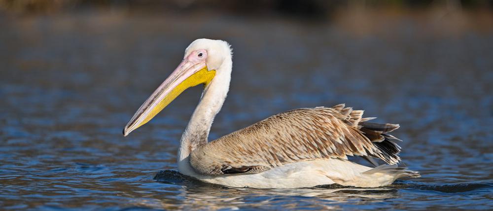 07.03.2024, Brandenburg, Beeskow: Ein Pelikan, vermutlich Rosapelikan (Pelecanus onocrotalus), schwimmt auf der Spree in Ostbrandenburg. Zuvor hatte die Märkische Oderzeitung über die Sichtung des ungewöhnlichen Gastes berichtet. Foto: Patrick Pleul/dpa +++ dpa-Bildfunk +++