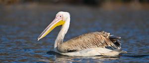 07.03.2024, Brandenburg, Beeskow: Ein Pelikan, vermutlich Rosapelikan (Pelecanus onocrotalus), schwimmt auf der Spree in Ostbrandenburg. Zuvor hatte die Märkische Oderzeitung über die Sichtung des ungewöhnlichen Gastes berichtet. Foto: Patrick Pleul/dpa +++ dpa-Bildfunk +++