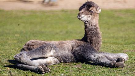 Das Trampeltier-Hengstfohlen Ringo liegt im Cottbuser Tierpark auf einer Wiese. 
