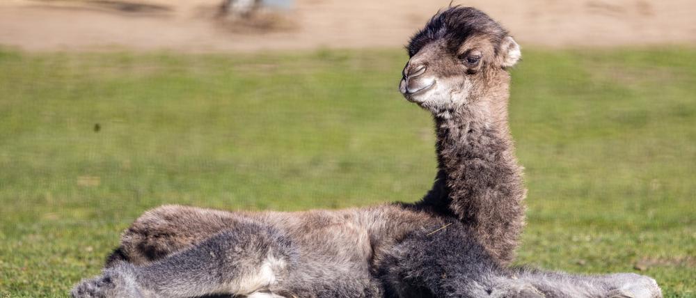 Das Trampeltier-Hengstfohlen Ringo liegt im Cottbuser Tierpark auf einer Wiese. 
