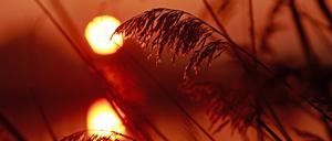 Gräser sind im Licht der Morgensonne an einem Teich der Teichwirtschaft Veckenstedt im Nordharz zu sehen. Europa ist nach Angaben der Europäische Umweltagentur (EEA) der Kontinent, der sich am schnellsten erwärmt. 