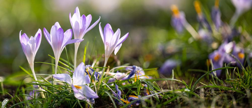 Krokusse blühen bei sonnigem Wetter in einem Park in Potsdam.