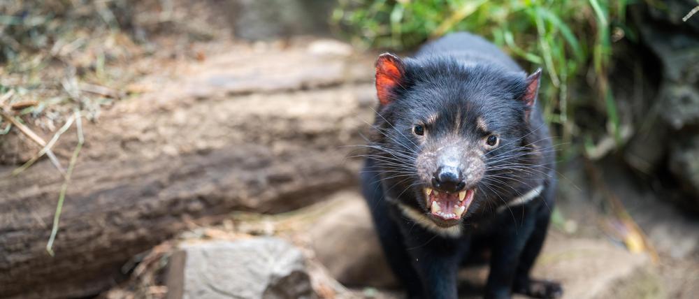 Tasmanischer Teufel im Busch Tasmaniens.