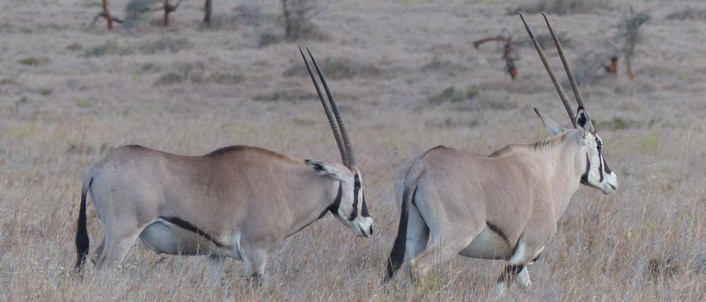 Bei Beisa-Oryx tragen auch Weibchen Horn und sind etwa so groß wie Männchen.