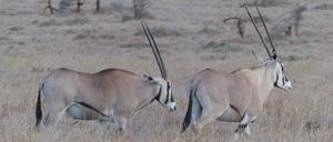 Bei Beisa-Oryx tragen auch Weibchen Horn und sind etwa so groß wie Männchen.