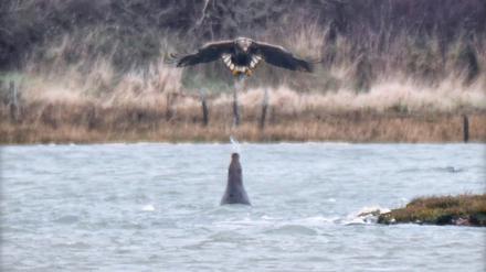 An der Küste von Newtown in Großbritannien spuckt eine Robbe Wasser auf einen Adler.
