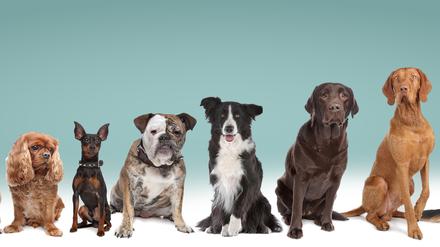 Mehrere Hunde stehen wie die Orgelpfeifen aufgereiht nebeneinander und schauen in die Kamera.