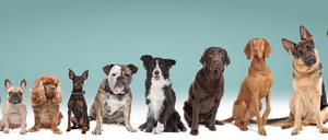Mehrere Hunde stehen wie die Orgelpfeifen aufgereiht nebeneinander und schauen in die Kamera.