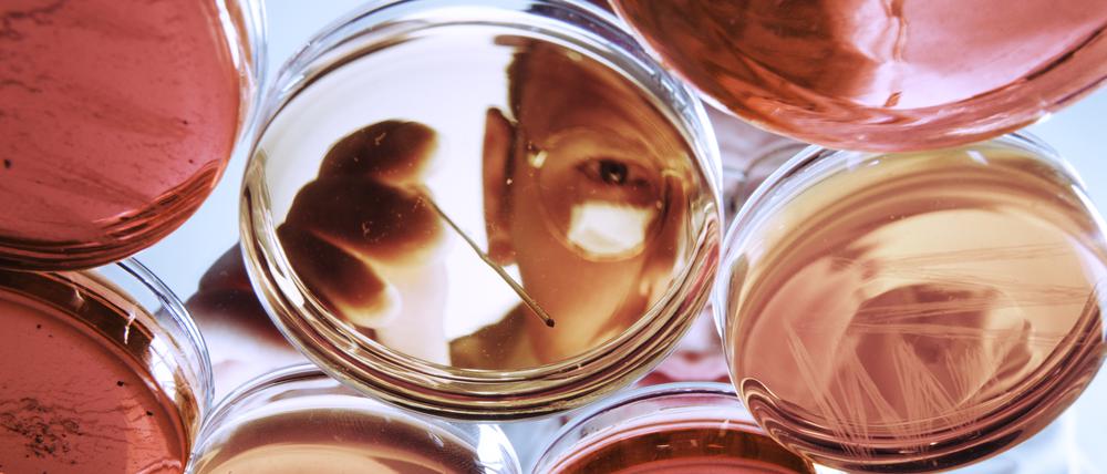 Ein Forscher betrachtet Zellkulturen. Allzu oft missachtet die Wissenschaft ihre eigenen Regeln und schadet sich damit selbst. Sie ist aufgerufen, konsequent an ihrem Ruf zu arbeiten – womit Qualität, nicht Marketing gemeint ist, schreibt Jürgen Zöllner.