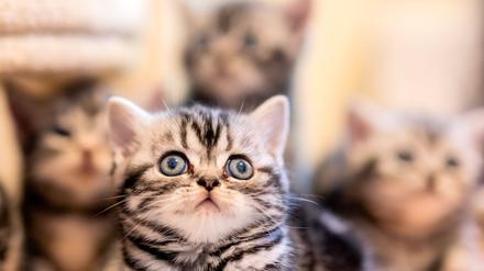 Katzenbabys der Rasse British-Kurzhaar spielen in ihrem Zuhause in Gablenz im Landkreis Görlitz. 