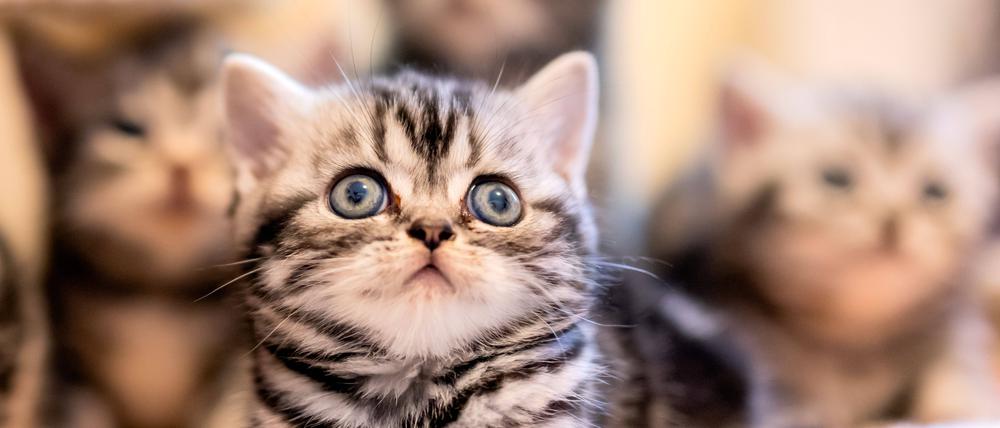 Katzenbabys der Rasse British-Kurzhaar spielen in ihrem Zuhause in Gablenz im Landkreis Görlitz.