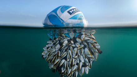Ein Fußball, der im Ozean schwimmt, und zur Hälfte von muschelartigen Krebsen bedeckt ist. Fotografiert von dem diesjährigen Gewinner der British Wildlife Photography Ryan Stalker.