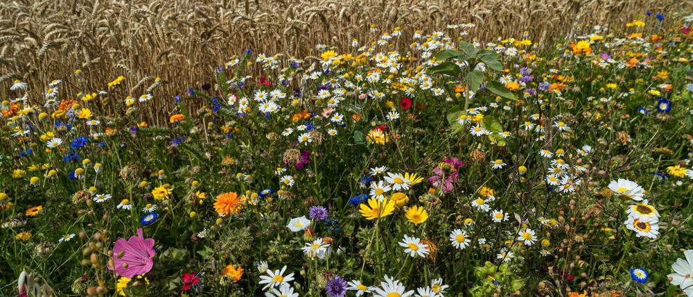 Ein bunter Blühstreifen am Rande eines Weizenfeldes, wie hier im Weser-Ems-Land, verbessert die Biodiversität und Pflanzenvielfalt im Ackerbau. 
