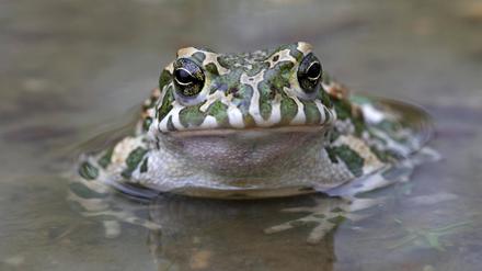 Europäische Wechselkröte Bufo viridis Pseudepidalea virdis, Österreich, Europa *** European Wechselkröte Bufo viridis Pseudepidalea virdis , Austria, Europe Copyright: imageBROKER/alimdix/xArterrax/xSven-ErikxArndt ibltsm09491951.jpg Bitte beachten Sie die gesetzlichen Bestimmungen des deutschen Urheberrechtes hinsichtlich der Namensnennung des Fotografen im direkten Umfeld der Veröffentlichung
Kröte1503