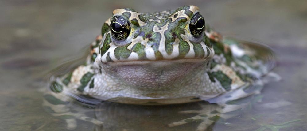 Europäische Wechselkröte Bufo viridis Pseudepidalea virdis, Österreich, Europa *** European Wechselkröte Bufo viridis Pseudepidalea virdis , Austria, Europe Copyright: imageBROKER/alimdix/xArterrax/xSven-ErikxArndt ibltsm09491951.jpg Bitte beachten Sie die gesetzlichen Bestimmungen des deutschen Urheberrechtes hinsichtlich der Namensnennung des Fotografen im direkten Umfeld der Veröffentlichung
Kröte1503