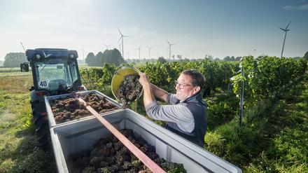 Tief im Osten: Weingut Patke in Pillgram.