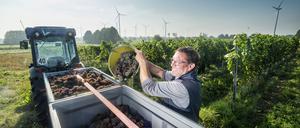 Tief im Osten: Weingut Patke in Pillgram.