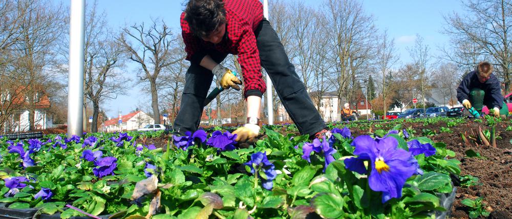 Die Parkpflege ist eine der Hauptaufgaben der landeseigenen Grün Berlin.