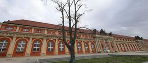 Die 34 Jahre alte „Freiheitslinde“ vor dem Filmmuseum Potsdam.