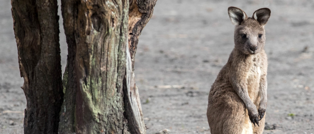Arielle, das Tasmanische Graue Riesenkänguru-Mädchen im Tierpark.