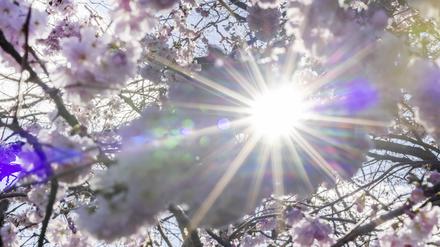 Zum Frühlingsstart kann mancherorts die 20-Grad-Marke geknackt werden. 