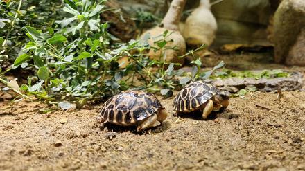 Tasmanisches Graues Riesenkänguru, Thüringer Waldziege, Strahlenschildkröte, C: Zoo Berlin