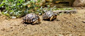 Tasmanisches Graues Riesenkänguru, Thüringer Waldziege, Strahlenschildkröte, C: Zoo Berlin