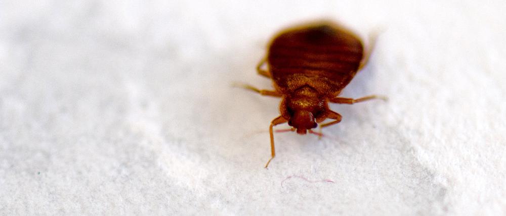 Eine Bettwanze (Cimex lectularius), aufgenommen am Biologischen Institut der Technischen Universität Dresden.