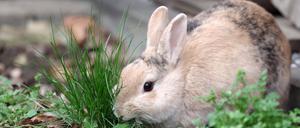 Kaninchen Oryctolagus cuniculus domestica, Hase, Haustier, Gras, Frühling, Garten, Ostern, Ein braunes Hauskaninchen frisst die frischen Halme vom Gras *** Rabbit Oryctolagus cuniculus domestica , Hare, Pet, Grass, Spring, Garden, Easter, a brown Domestic rabbits eats the fresh Halme from Grass Copyright: imageBROKER/AnjaxUhlemeyer-Wrona ibxuhl10273900.jpg RECORD DATE NOT STATED Bitte beachten Sie die gesetzlichen Bestimmungen des deutschen Urheberrechtes hinsichtlich der Namensnennung des Fotografen im direkten Umfeld der Veröffentlichung