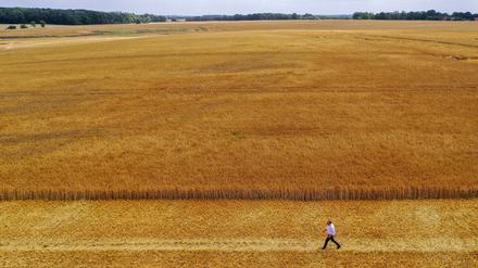 Wolfram Günther (Grüne), Landwirtschaftsminister von Sachsen, geht über ein Feld mit Wintergerste.