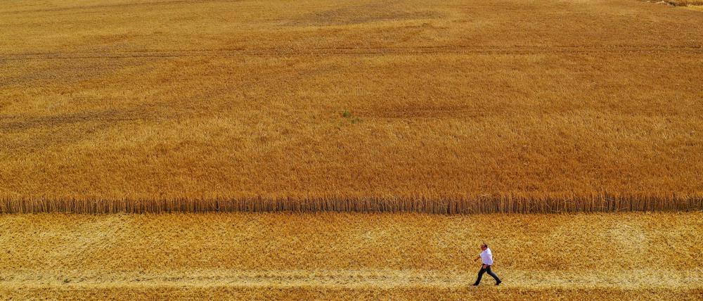 Wolfram Günther (Grüne), Landwirtschaftsminister von Sachsen, geht über ein Feld mit Wintergerste.