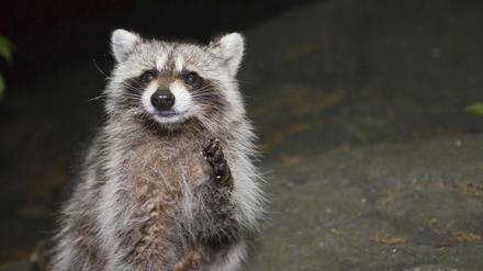 Hallo, Nachbar! Waschbären leben nicht nur im Wald, sondern gern auch in Parks und in Gärten.