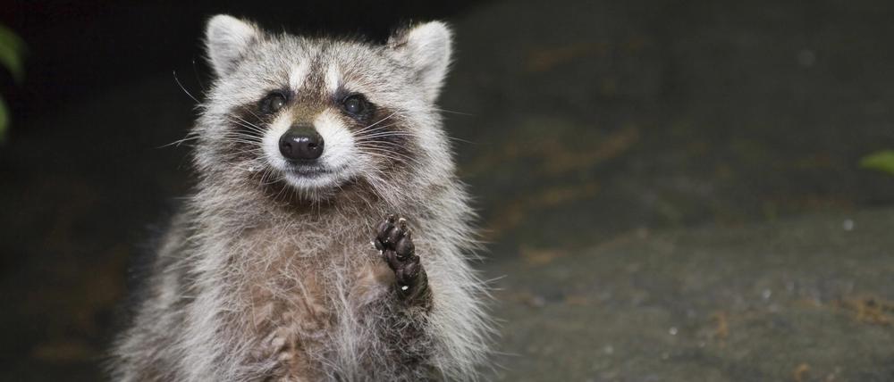 Hallo, Nachbar! Waschbären leben nicht nur im Wald, sondern gern auch in Parks und in Gärten.
