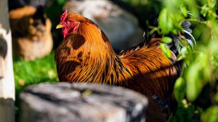 Hahn der alten US-Rasse „Brahma“.