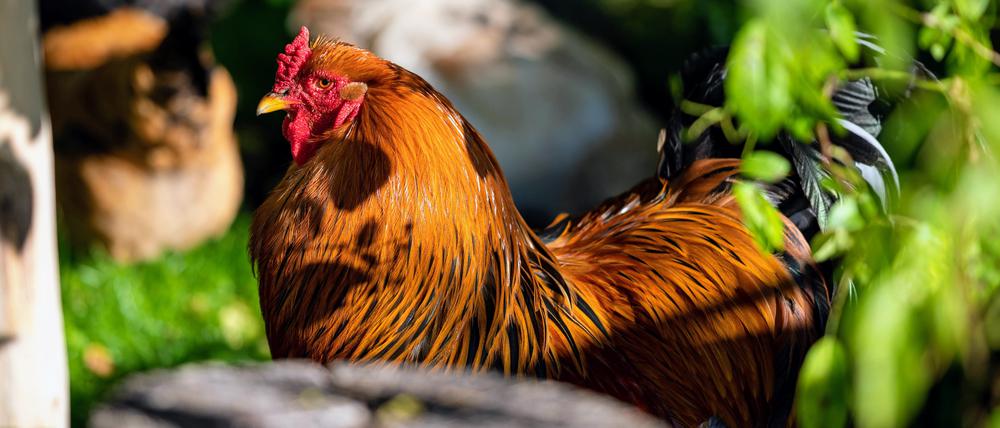 Hahn der alten US-Rasse „Brahma“.